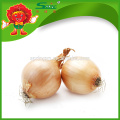 High Quality Onion Manufacturer Natural red big onion